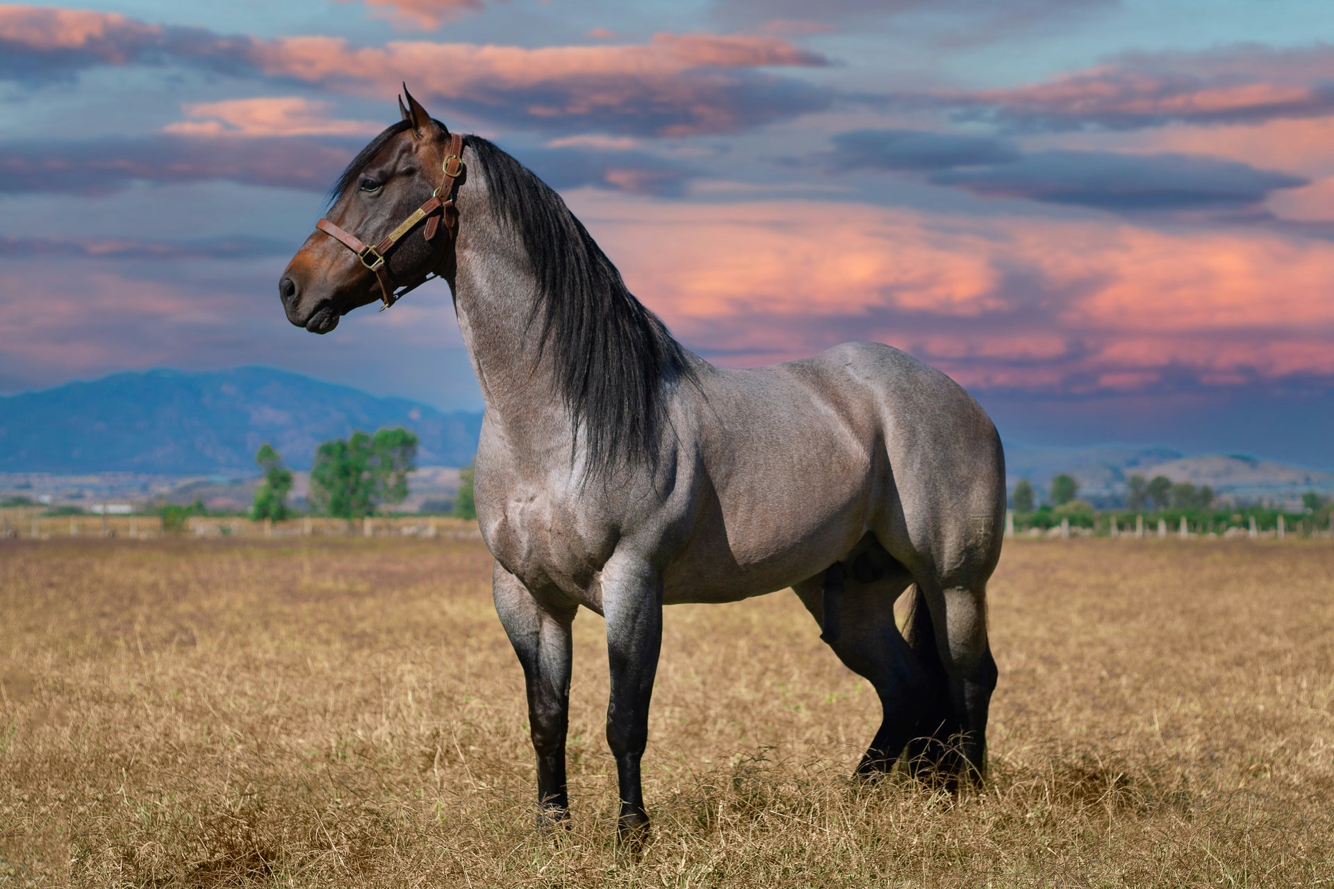 Paard in een natuurlijke weide met bergen op de achtergrond.